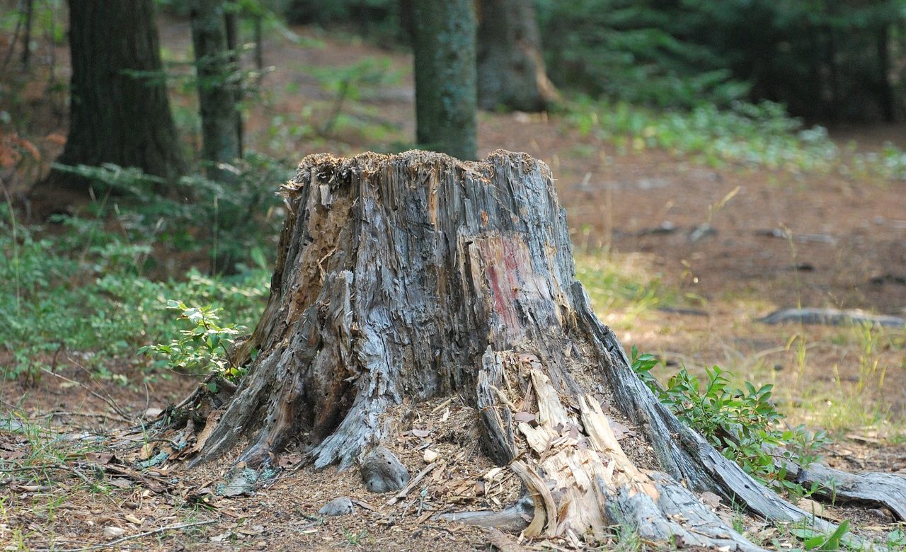 nature-2364598_1280